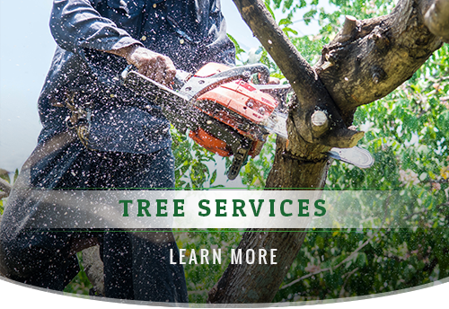 Image result for Tree Service